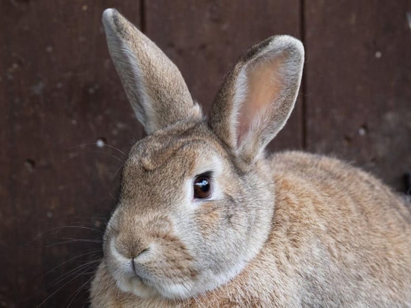 Animals In Need currently has more than 30 bunnies needing homes