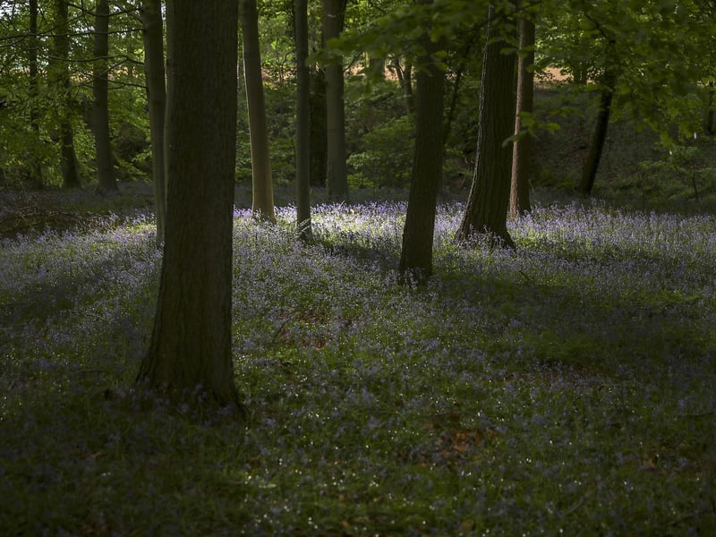 William Gursky, suggests Shaw Woods in Armthorpe.