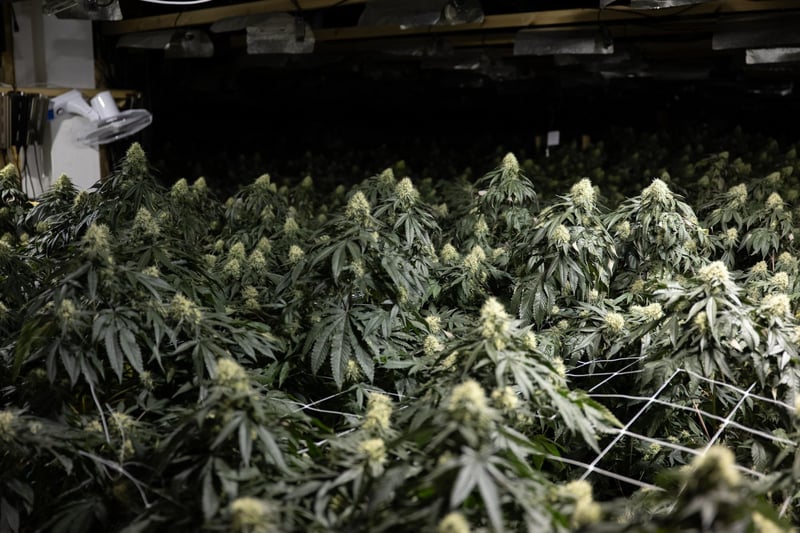 PICTURES: Inside huge cannabis factory at former casino in Northampton ...