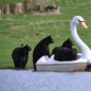 Black bears enjoying their swan peddle boat