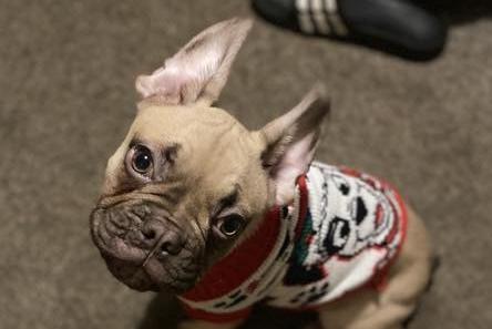 Mylo's first Christmas.