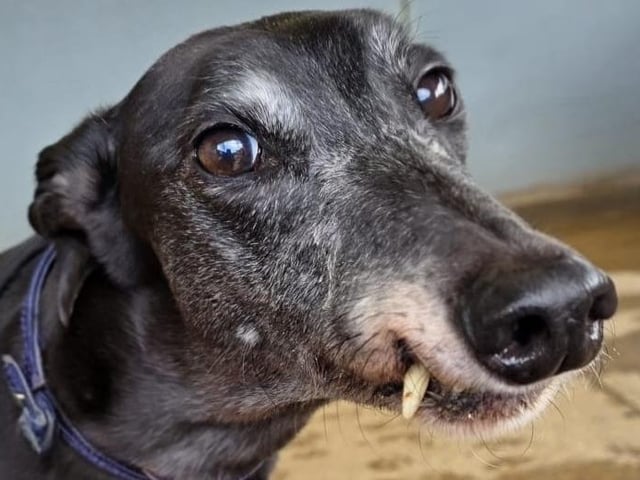 7½-year-old ex-racing Greyhound. Looking for a comfy sofa in her retirement years.