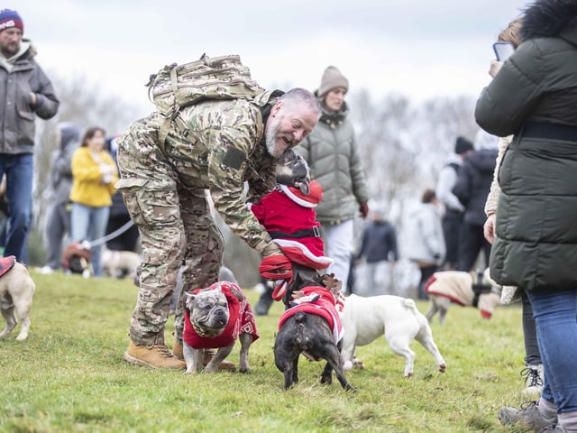 Nearly 100 French Bulldogs wore Christmas outfits for a festive walk at Hunsbury Hill Country Park on Sunday (December 17).