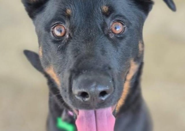 Milly is a four-month-old bundle of fun - a German Shepherd cross with a huge heart. She loves everyone she meets and will benefit from some puppy training. Milly will make a lucky family the most loyal companion you could wish for.