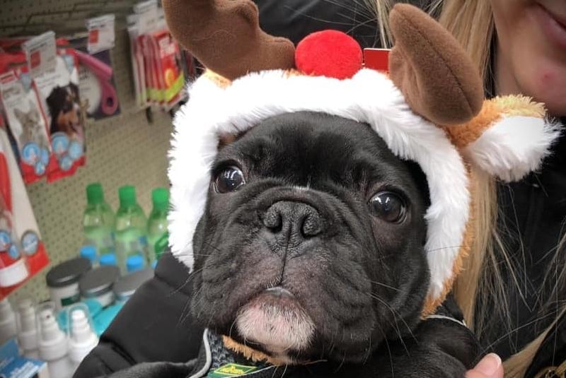 Ted the French Bulldog.