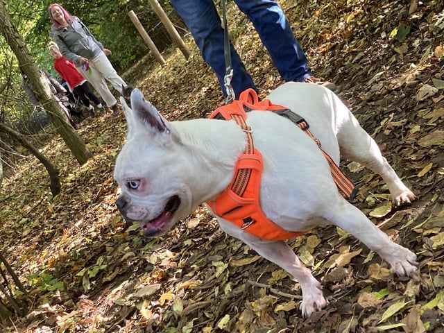 Around 50 French Bulldogs dressed up in Halloween outfits for a walk around Hunsbury Country Park over the weekend.