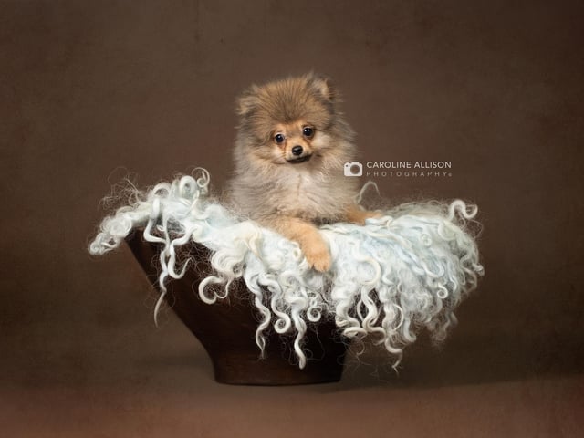 Bear, a 16-week-old Teacup Pomeranian, pictured by Caroline.
