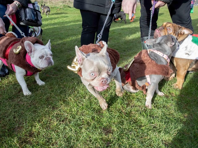 Around 60 French Bulldogs dressed in festive outfits for the annual Christmas walk at Hunsbury Country Park on Sunday December 15.