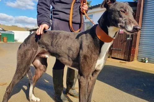 Annie said: "Zach is a stunning large four year old retired greyhound lad, needing a wonderful home with a comfy sofa to snooze on.
He is super friendly, affectionate and great with other dogs but not smaller furries."