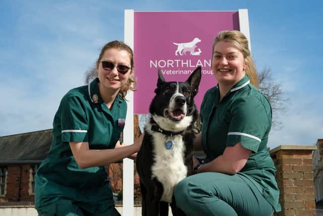 Harle, pictured with vet nurses Joanna Godfrey and Sarah Lane, owes his life to a blood transfusion