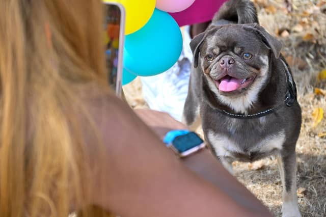 Pugs and their owners travelled across the country to be part of the occasion, which takes inspiration from Coachella festival and returned to Northampton on Sunday (August 23) with a pool party theme.