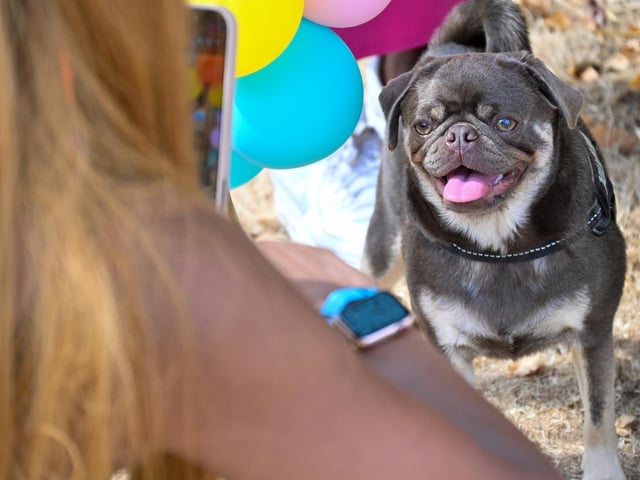Pugs and their owners travelled across the country to be part of the occasion, which takes inspiration from Coachella festival and returned to Northampton on Sunday (August 23) with a pool party theme.