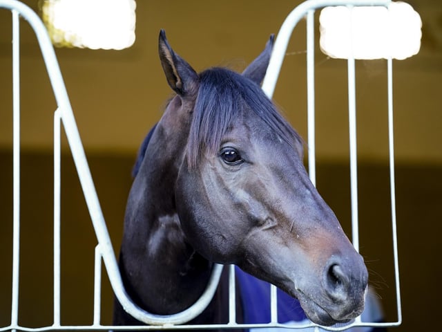 An enticing array of raiders from Australia and the USA are descending on Berkshire this week, hoping to add to the tally of 20 winners the two countries have amassed at the royal meeting since 2000. Most of them are sprinters, who are spearheaded by this colt, trained Down Under by father-and-son duo, Anthony and Sam Freedman. As a 3yo last year, Artorius ran blinders to finish third in both the Commonweath Cup here and then in the July Cup against older rivals. The Freedmans are convinced he's a more streetwise horse this time round for a tilt at Saturday's newly-named Queen Elizabeth II Jubilee Stakes..