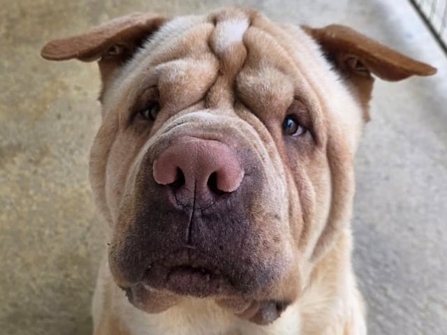 Clarence is a Shar Pei x Dogue De Bordeaux, four years old. Still under assessment but has previously lived with cats and other dogs. Big softy.