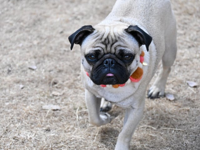 Pugs and their owners travelled across the country to be part of the occasion, which takes inspiration from Coachella festival and returned to Northampton on Sunday (August 23) with a pool party theme.