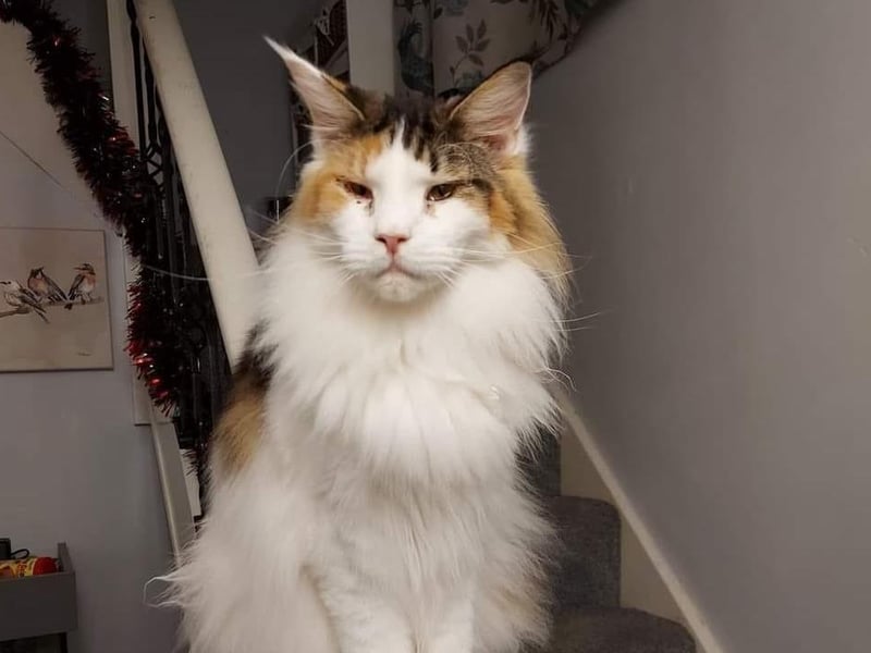 Sophie pictured.