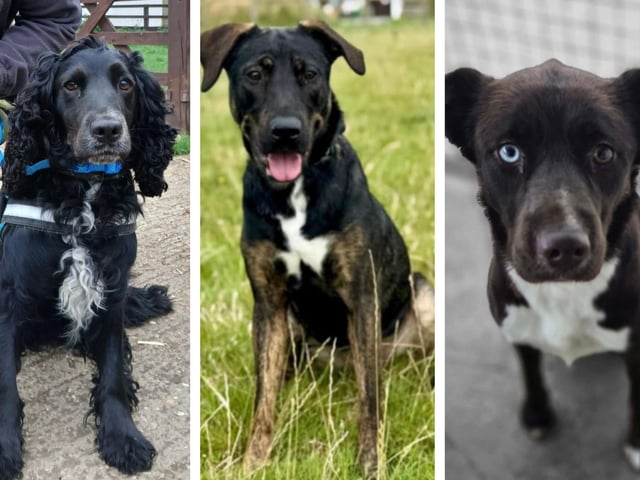 Take a look at 11 abandoned but adorable dogs looking for forever homes this week in Northamptonshire