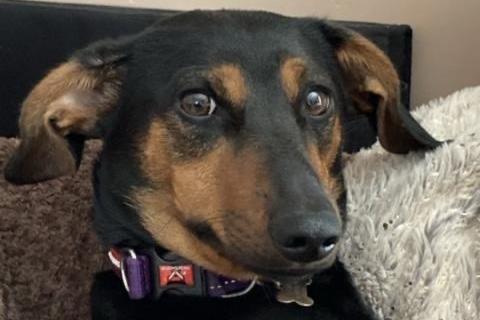 Lily is a beautiful Daschund cross who will be three years old in June. She has been a much loved very well cared for family member. Lily would love an active home with older sensible children and no other animals.