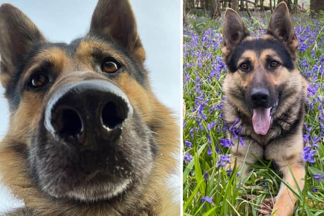 A Corby burglar got this close-up view of PD Bryn after hiding in a skip