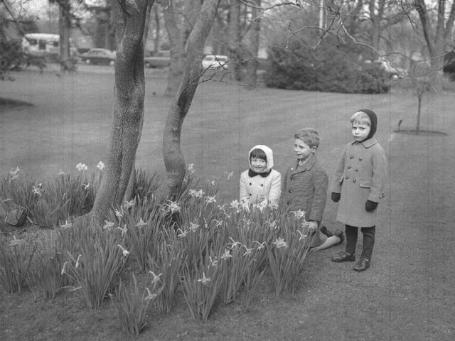 Children in a Northampton park pose with daffodils