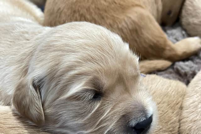 Guide dog mum Lola's puppies.