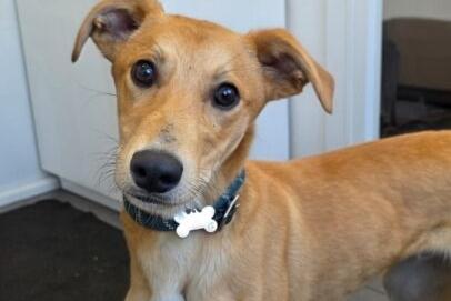 Jim is a six-month-old Lurcher lad. He is currently under assessment.
