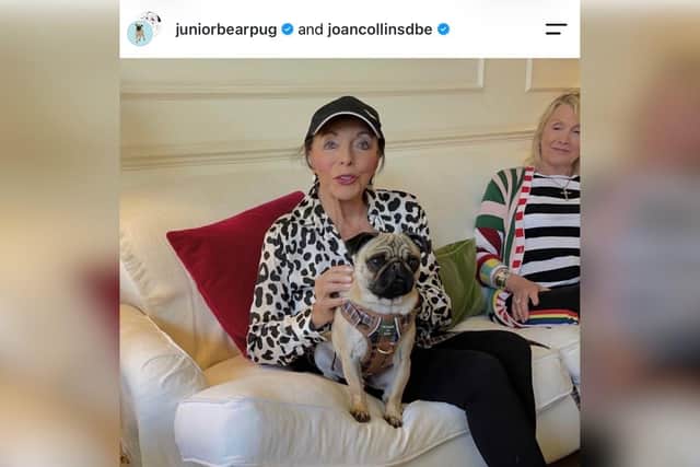 Junior’s following has only increased over the past year, as he was cast to play the part of Joan Collins’ pug in a film called My Duchess which is hoped to be released later this year.