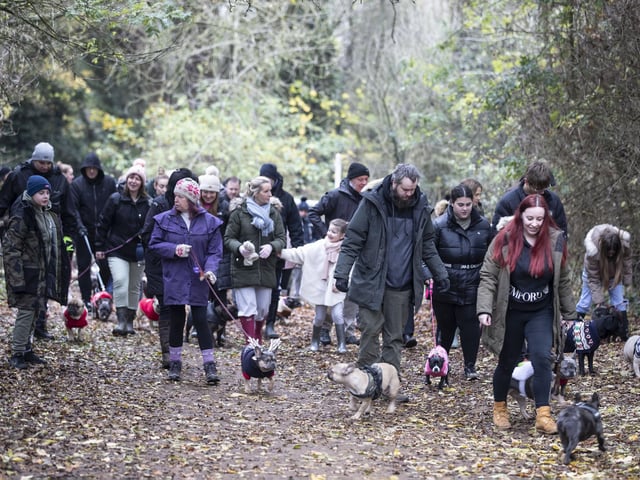 The French Bulldog Meet & Walk group’s Christmas walk at Hunsbury Hill Country Park on Sunday December 4, 2022.