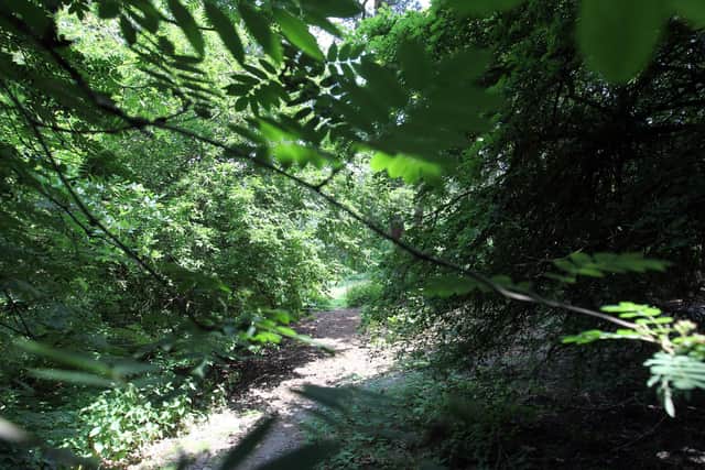 Lings Wood Nature Reserve, library picture