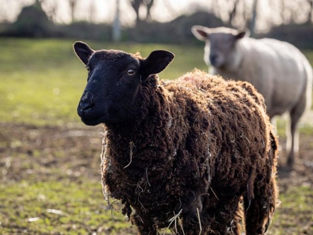 Volunteers can help out with different types of animals, including farm animals