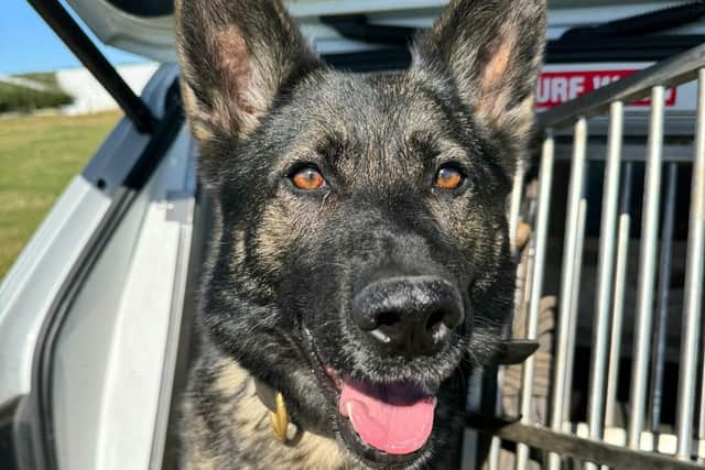 PD Ebby helped to make two arrests in Northampton.