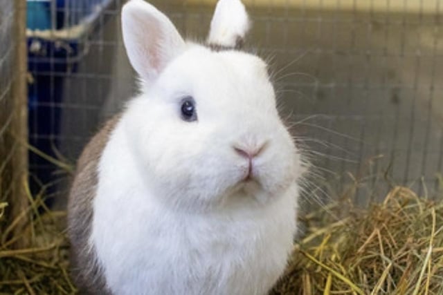 Annie said: "Comet is a six month old Netherland dwarf. He may be small but he has a huge, cheeky personality. He does not like children but needs a large home with a wife bun for company. He is castrated, fully vaccinated, chipped & leaves us with four weeks' free insurance & rescue back up for life."