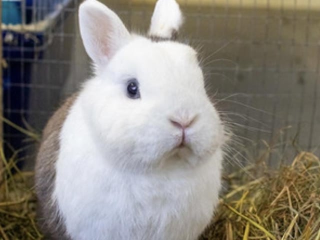 Annie said: "Comet is a six month old Netherland dwarf. He may be small but he has a huge, cheeky personality. He does not like children but needs a large home with a wife bun for company. He is castrated, fully vaccinated, chipped & leaves us with four weeks' free insurance & rescue back up for life."