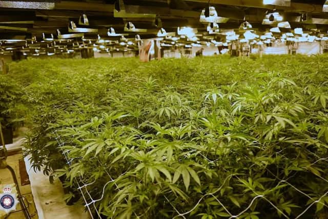 More than 7,971 cannabis plants were spread over three floors at the former casino, according to police. The plants were later valued at between £2.4 million and £3.2 million.