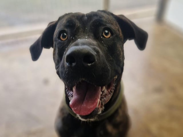 King is a huge 10-month-old Cane Corso lad who needs a large breed experienced home. He is a big friendly boy, fine with other dogs, not cat tested.