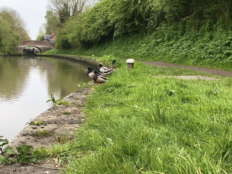 We travelled on the Grand Union Canal, enjoying the companionship of a peaceful herd of cows, dogs, ducks, and swans along the route.