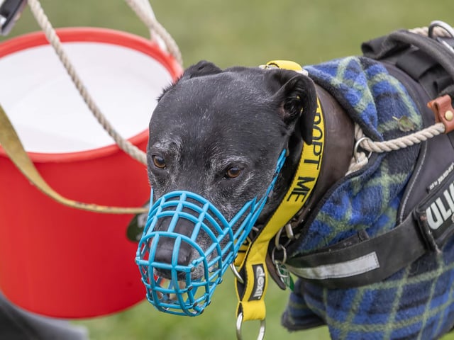 Dozens of dog walkers turned out on Sunday morning (December 21) for the charity's annual fundraiser at Bradlaugh Fields
