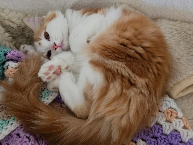 Boo is just 11 weeks old and came into our care with her four siblings and her mum after being abandoned outside a nursery in Northampton. She would love a home where she can be adopted with one of her siblings to play and grow up with.