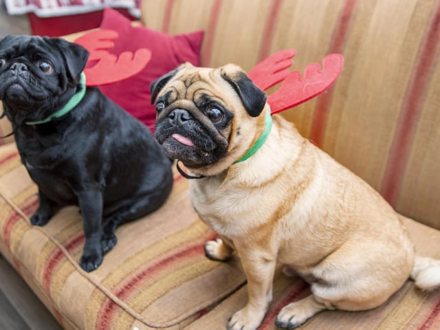 Teddy’s Dog Care, situated in Wootton, hosted a luxury Santa Paws Grotto experience for dogs on Saturday December 17, 2022.