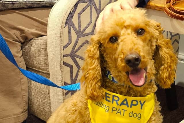 Norman the Therapy Dog.
