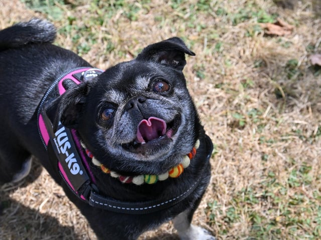 Pugs and their owners travelled across the country to be part of the occasion, which takes inspiration from Coachella festival and returned to Northampton on Sunday (August 23) with a pool party theme.
