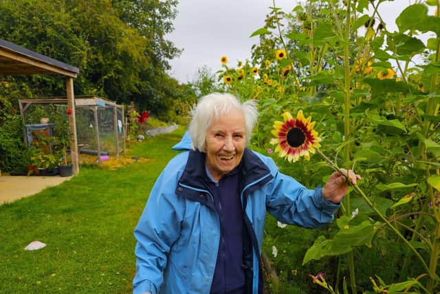 Residents enjoying the amazing display of sunflowers