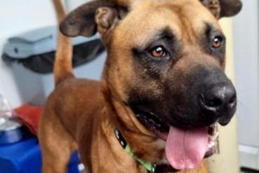 Karlos is a lively, strong lad who will make a fantastic companion in the right home. He needs owners experienced with large breeds and committed to ongoing training, particularly with lead walking—he responds better on a Halti. Friendly by nature, Karlos would be best in a household without children under 12 due to his size. He walks well alongside other large dogs but isn't keen on smaller ones and hasn’t been cat-tested. An active, experienced family who can offer plenty of exercise and guidance would be the ideal match for him, as he’s eager to please and full of potential.