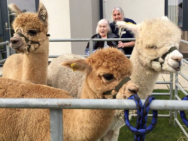 Irene was overjoyed to see the alpacas