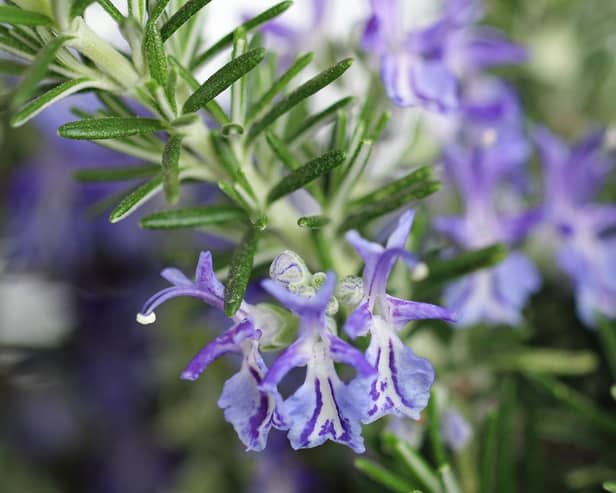 If you have rosemary then the flowers are amongst the very best for all types of bees, as are the bright blue blossoms of borage which are essentially bee magnets