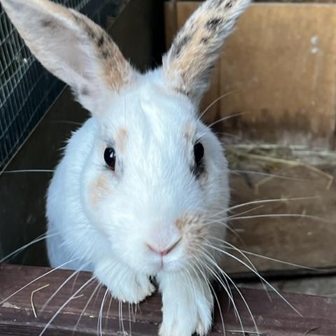 Annie said: "Roger rabbit is a handsome single lad waiting for a large fur ever homed with a new wife bun. He is confident & cheeky."