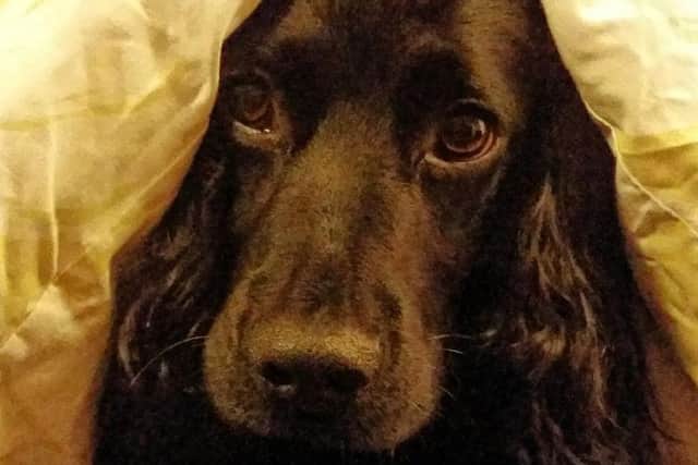 Cocker Spaniel, Lenny, in his makeshift den.