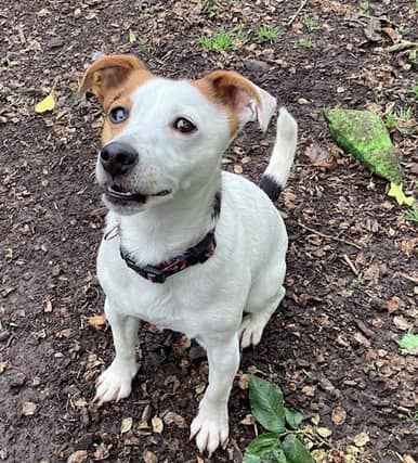 Rescue dogs up for adoption at Animals in Need Northamptonshire