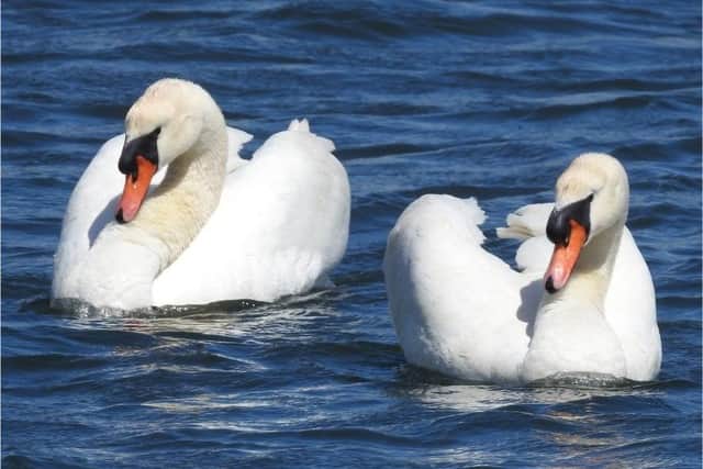 Mute swans