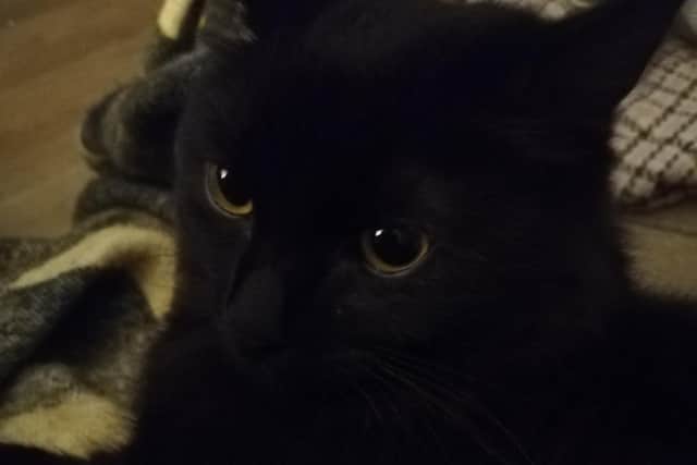 Luna the cat passed away from her injuries on Friday, July 22.